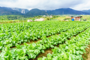 How to start a vegetable farm